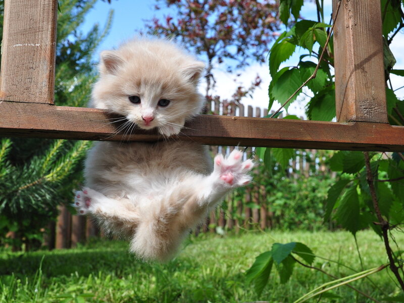 Fluffy Kitten Hanging — White