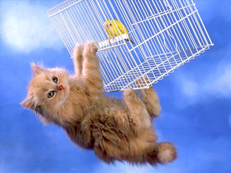 Fluffy Kitten Holding Cage