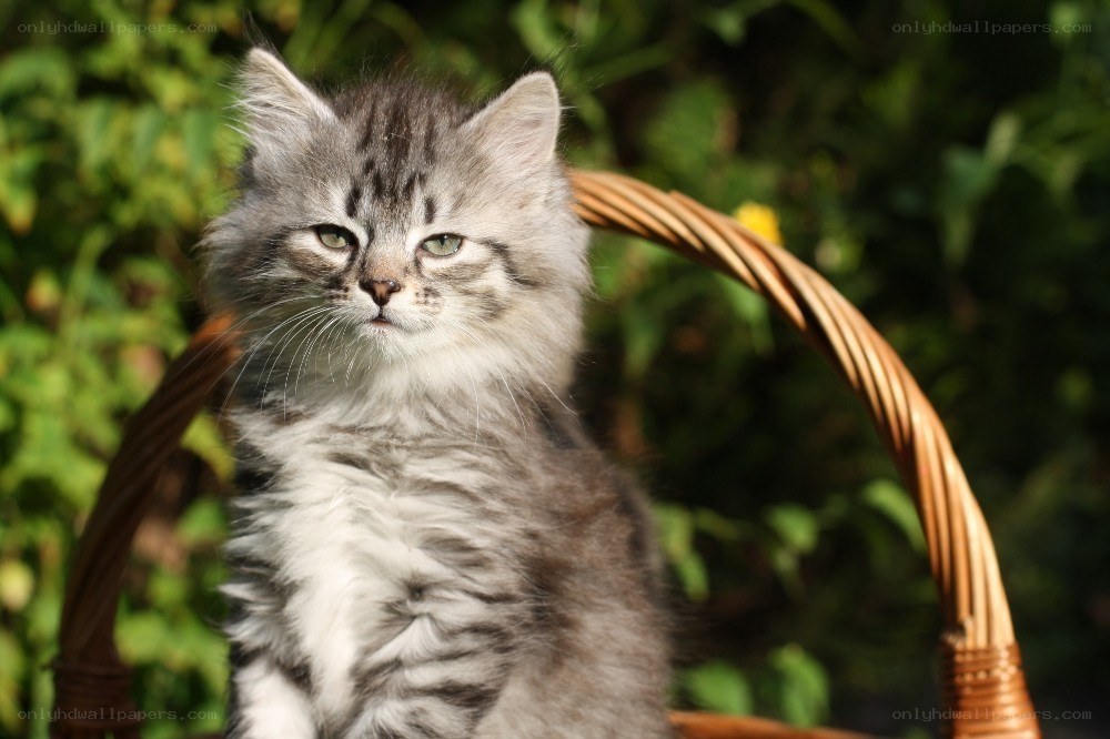 fluffy kitten in a basket