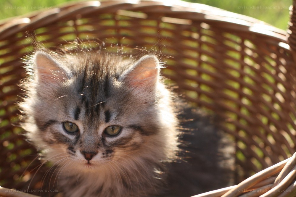 fluffy kitten in a basket
