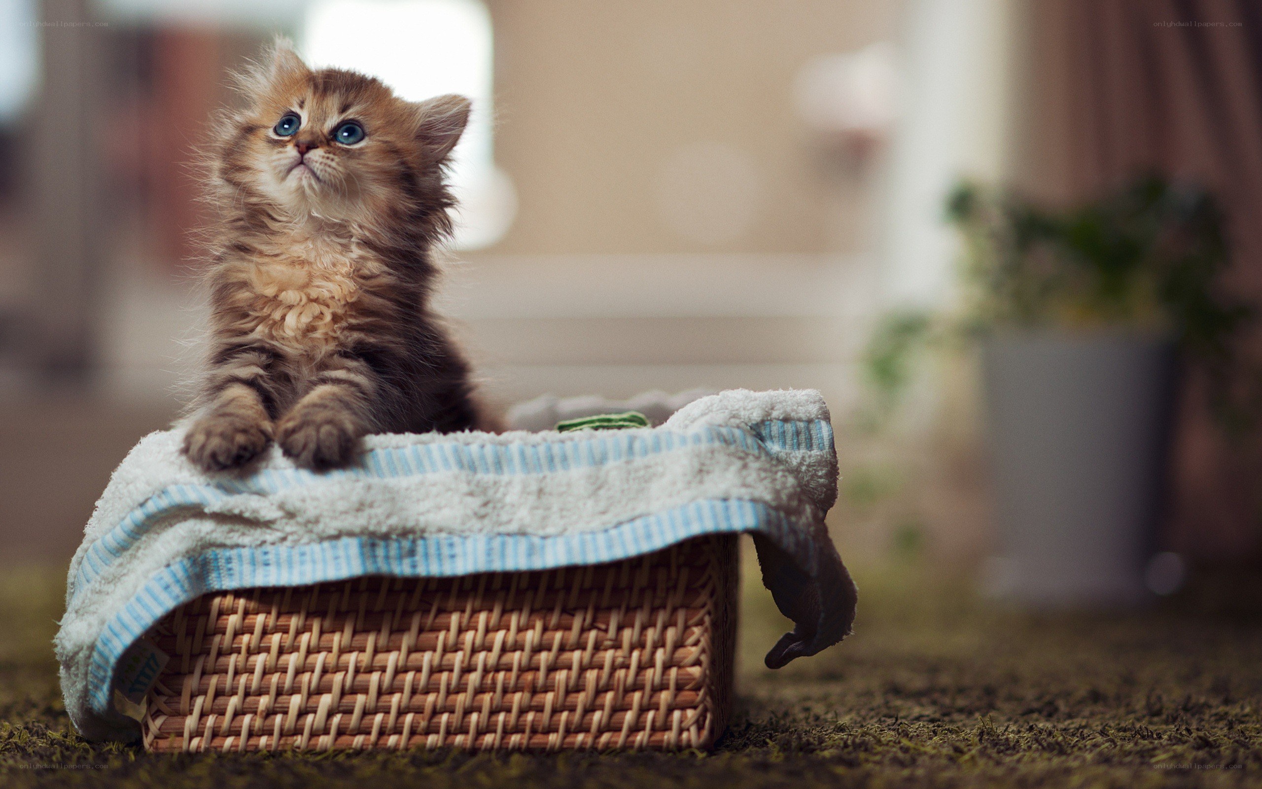 fluffy kitten in a basket