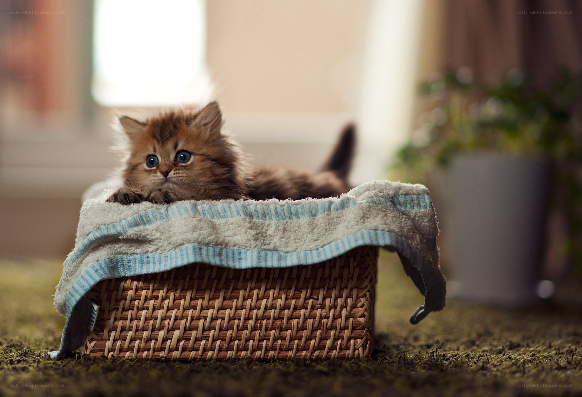 fluffy kitten in a basket