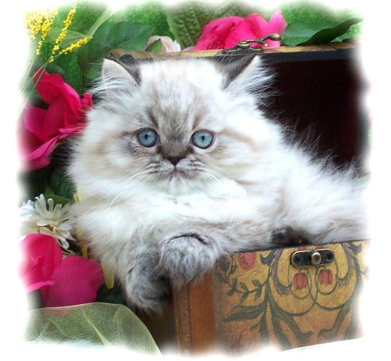 fluffy kitten in a box