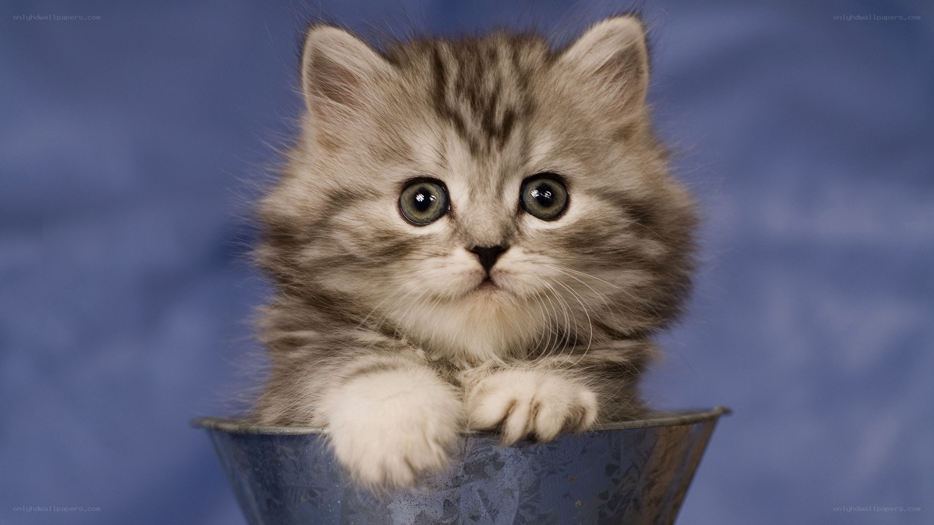 fluffy kitten in a bucket