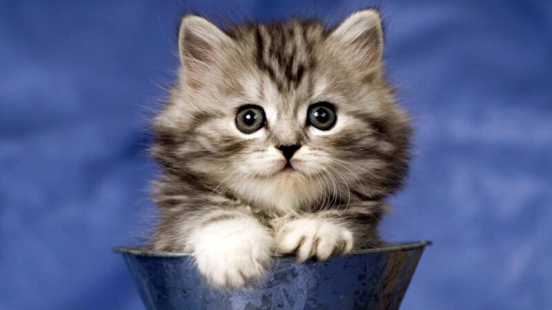 fluffy kitten in a bucket
