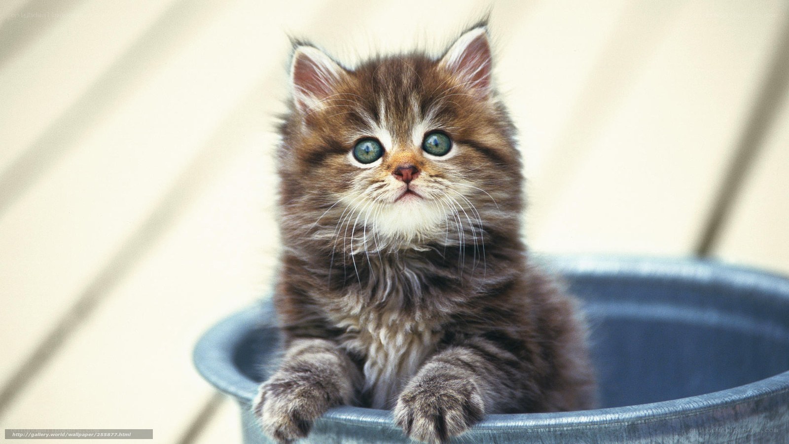 fluffy kitten in a bucket