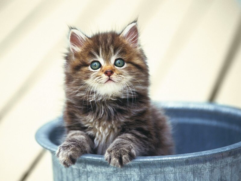 fluffy kitten in a bucket