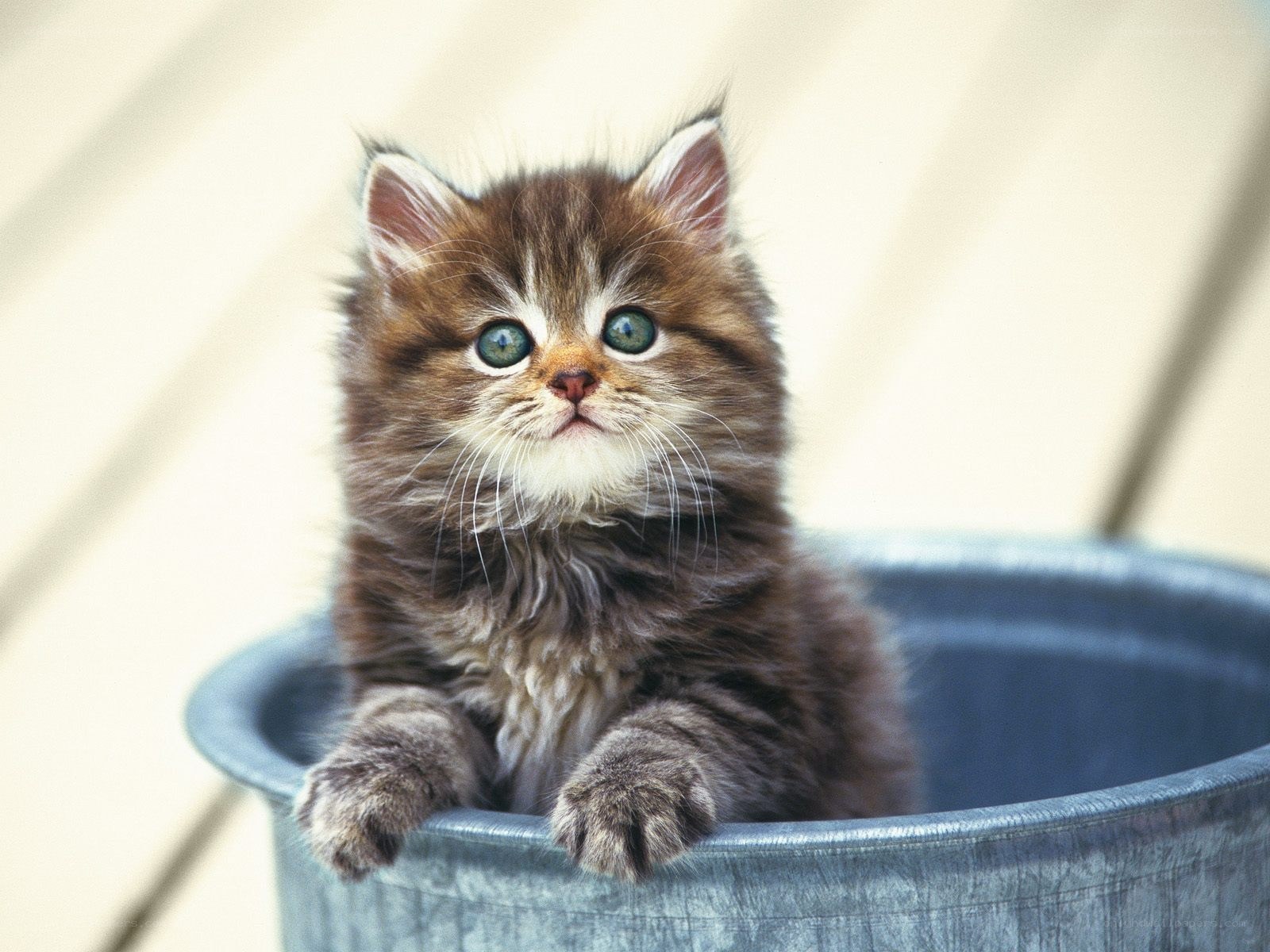 fluffy kitten in a bucket