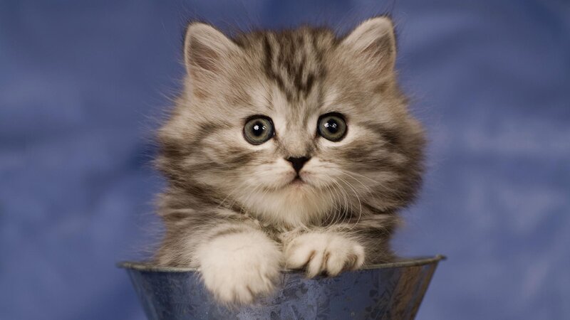 fluffy kitten in a bucket