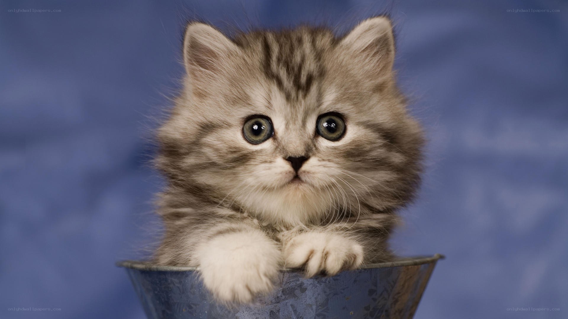 fluffy kitten in a bucket