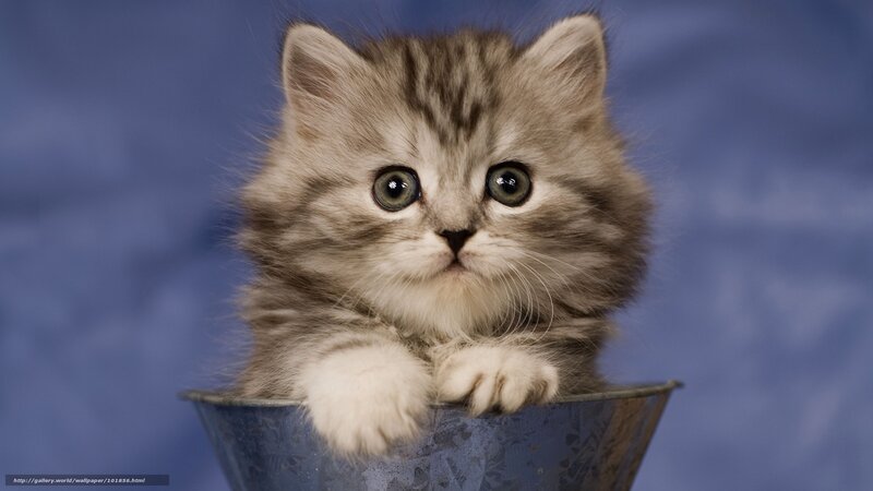 fluffy kitten in a bucket