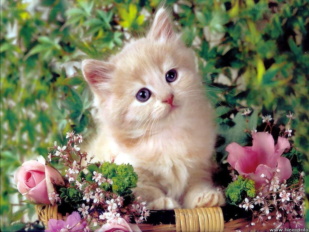 fluffy kitten in a flower basket