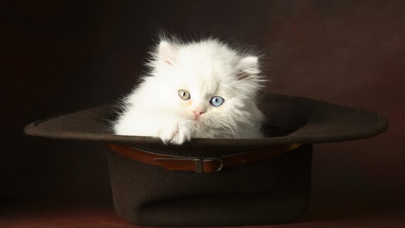 fluffy kitten in a hat