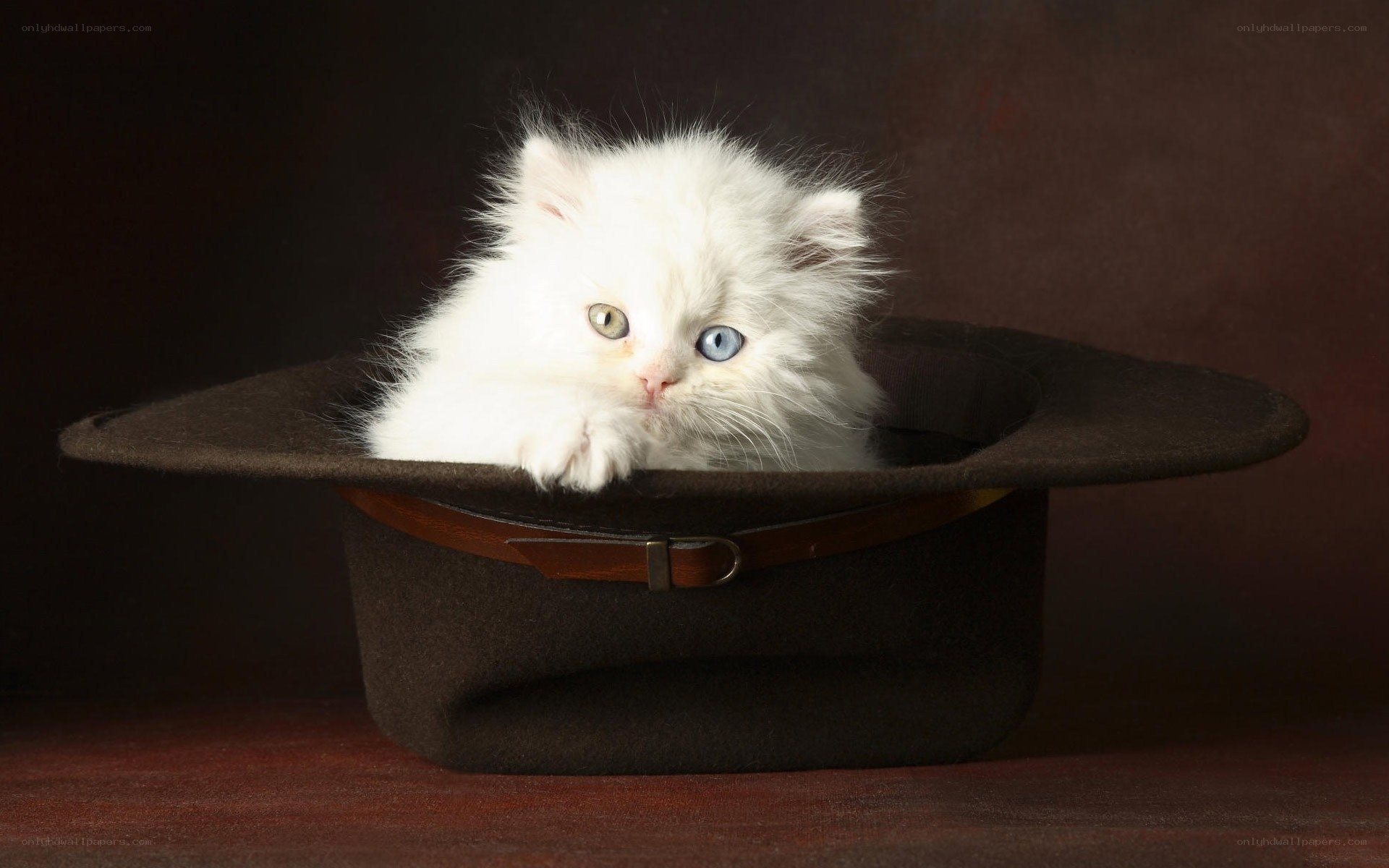 fluffy kitten in a hat