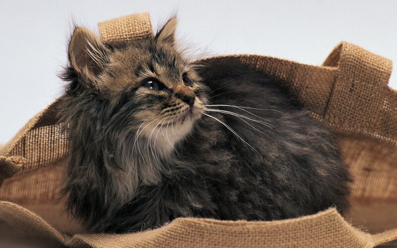 fluffy kitten in a sack