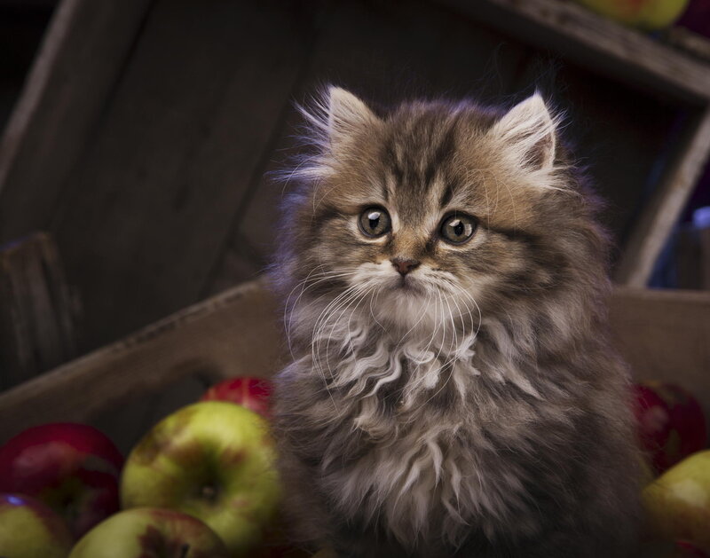 Fluffy Kitten in Apples