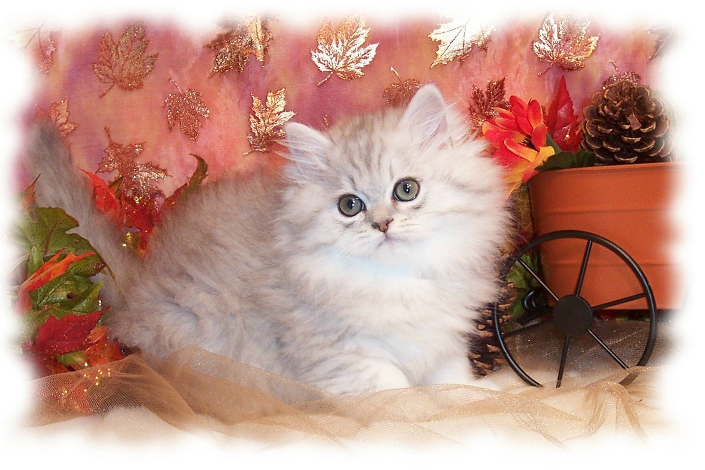 fluffy kitten in autumn setting