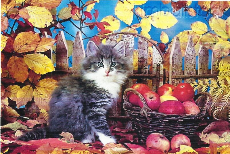 Fluffy Kitten in Autumn