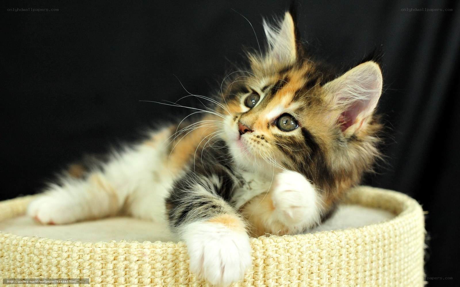 fluffy kitten in basket