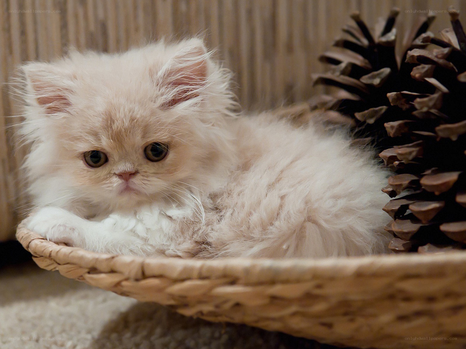 fluffy kitten in basket