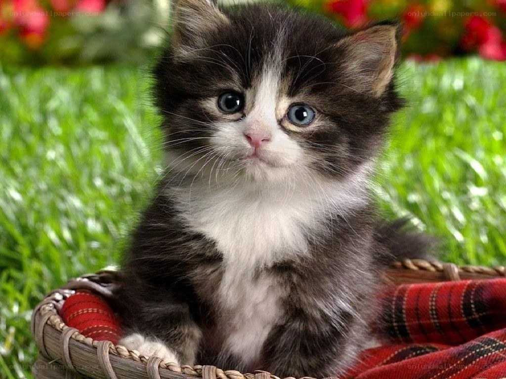 fluffy kitten in basket