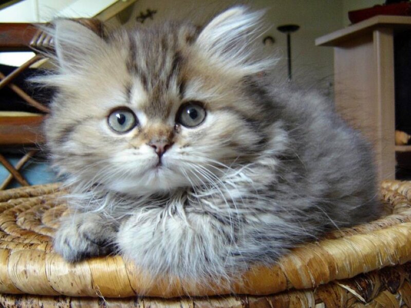fluffy kitten in basket