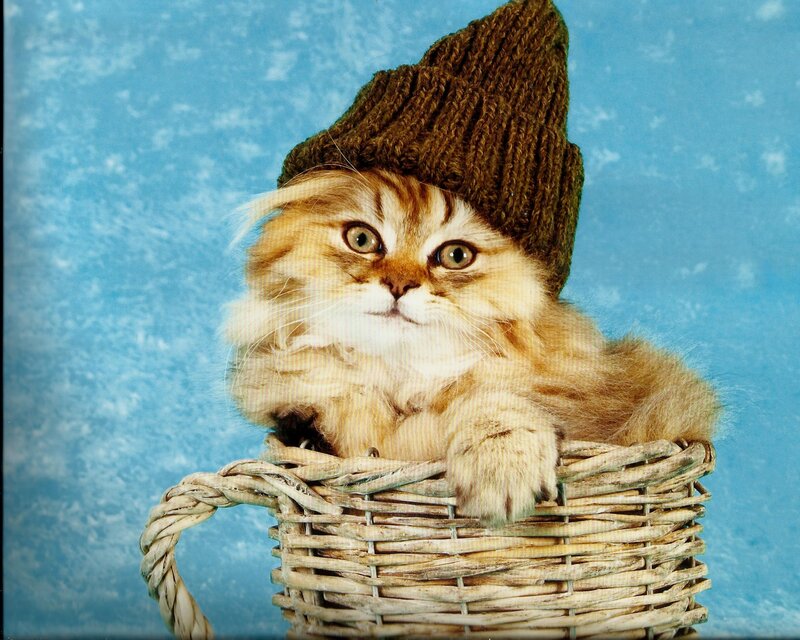 Fluffy Kitten in Basket — Blue, Calm