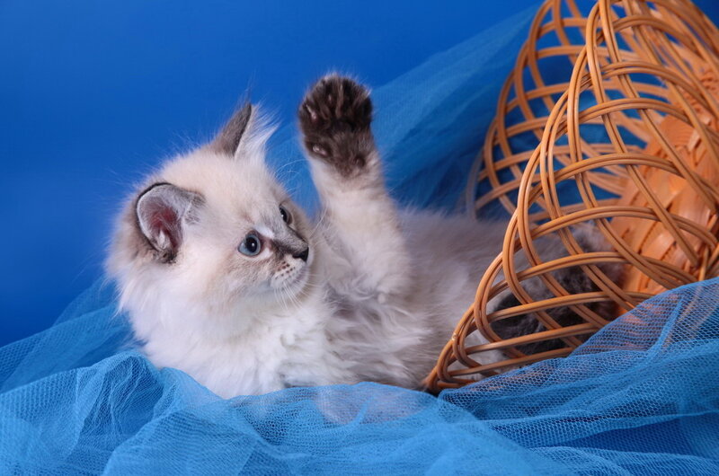Fluffy Kitten in Basket — Blue