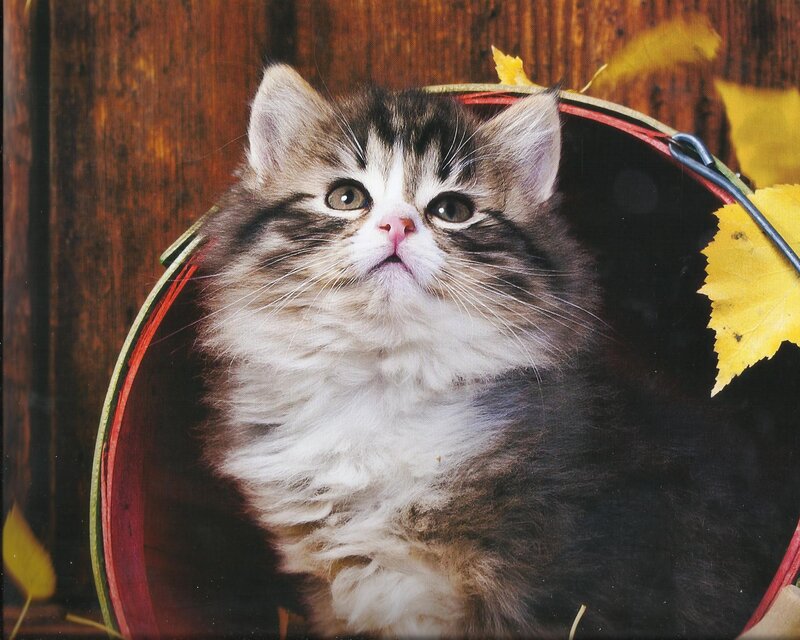 Fluffy Kitten in Basket — Brown, Calm, Autumn