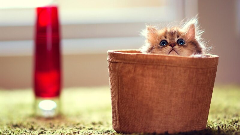 Fluffy Kitten in Basket — Brown, Calm, Morning, Photograph, Red Bottle