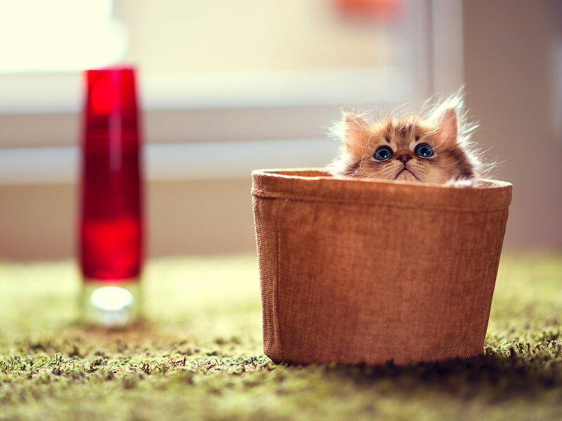 Fluffy Kitten in Basket — Brown, Calm, Morning, Photograph