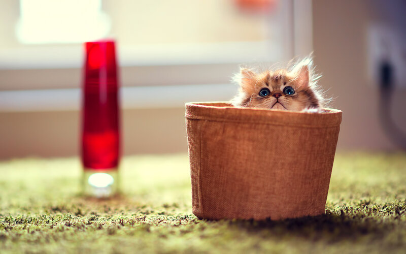 Fluffy Kitten in Basket — Brown, Calm, Morning