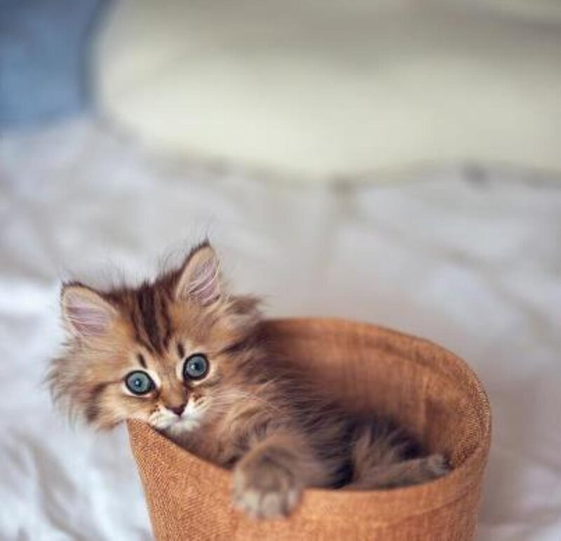 Fluffy Kitten in Basket — Brown, Calm, Photograph, Bed