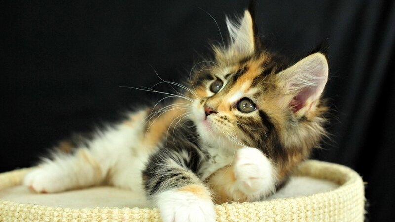 Fluffy Kitten in Basket — Brown, Calm, Photograph, Black Background