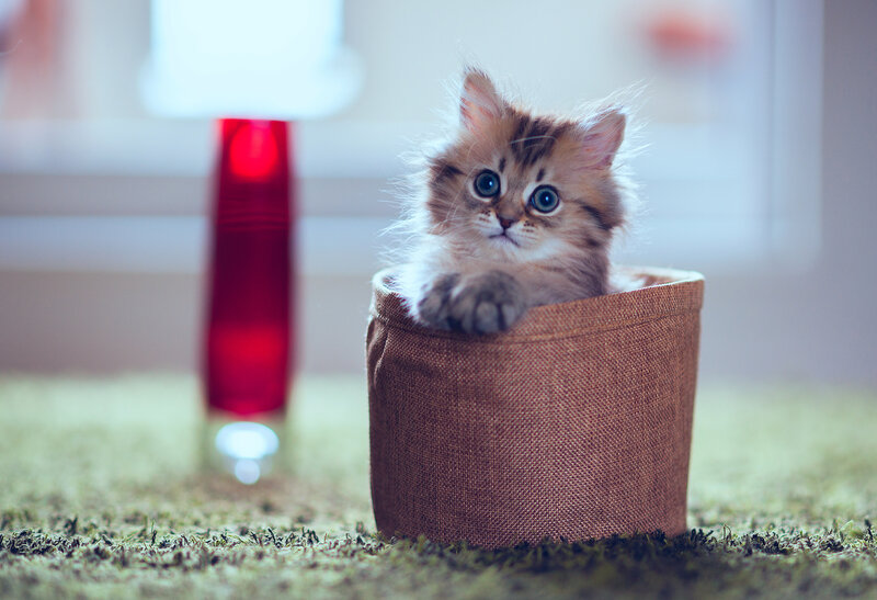 Fluffy Kitten in Basket — Brown, Calm, Photograph, Lamp, Carpet