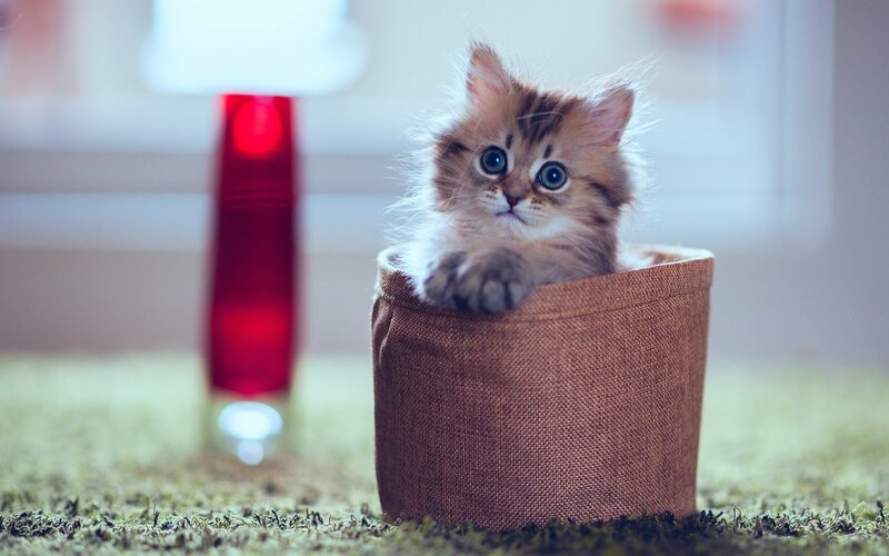 Fluffy Kitten in Basket — Brown, Calm, Photograph, Lamp