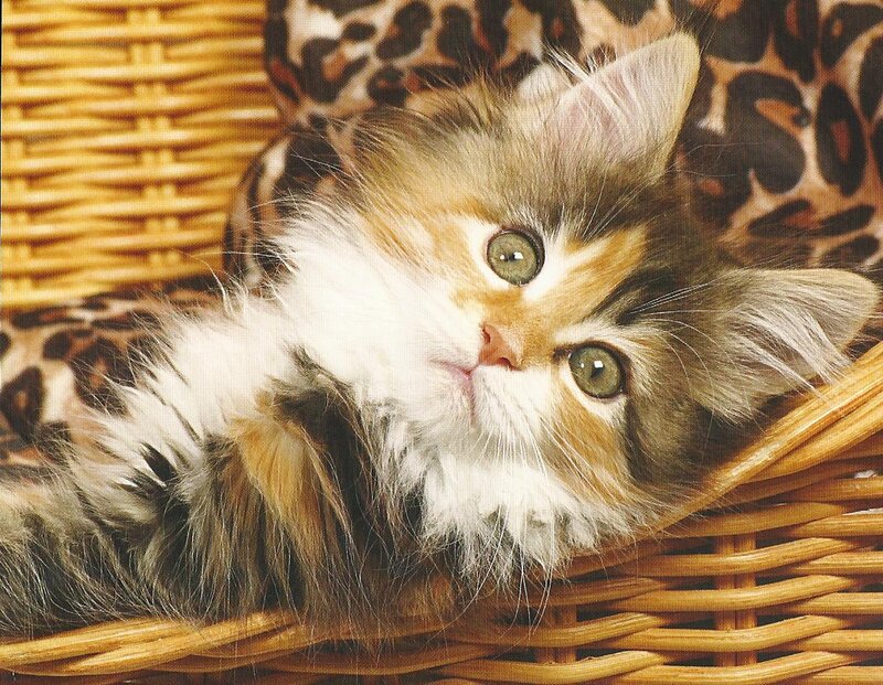 Fluffy Kitten in Basket — Brown, Calm, Photograph, Leopard Print