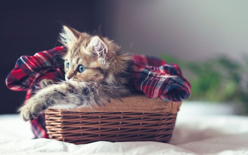 Fluffy Kitten in Basket — Brown, Calm, Photograph, Plaid Blanket, Bed