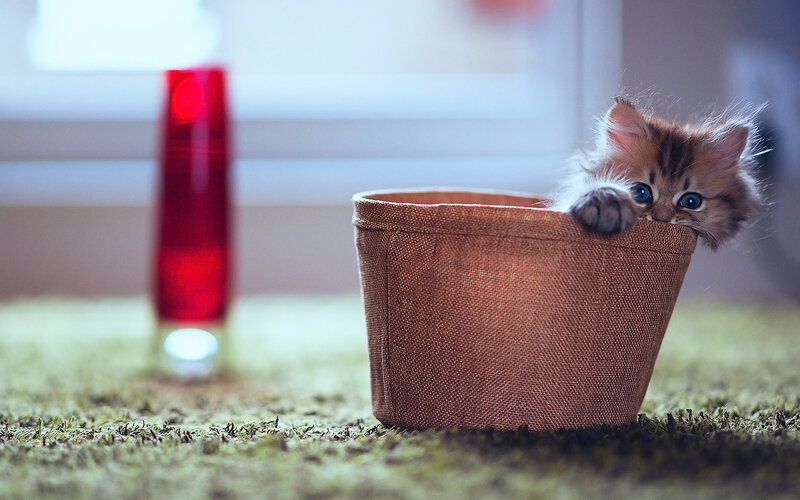 Fluffy Kitten in Basket — Brown, Calm, Photograph