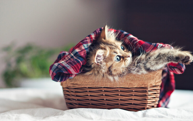 Fluffy Kitten in Basket — Brown, Cozy