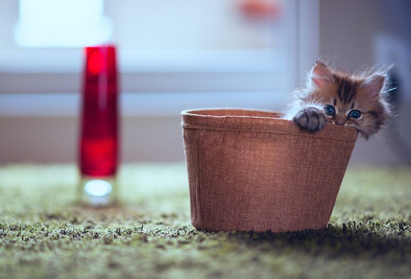 Fluffy Kitten in Basket — Brown, Curious, Photograph