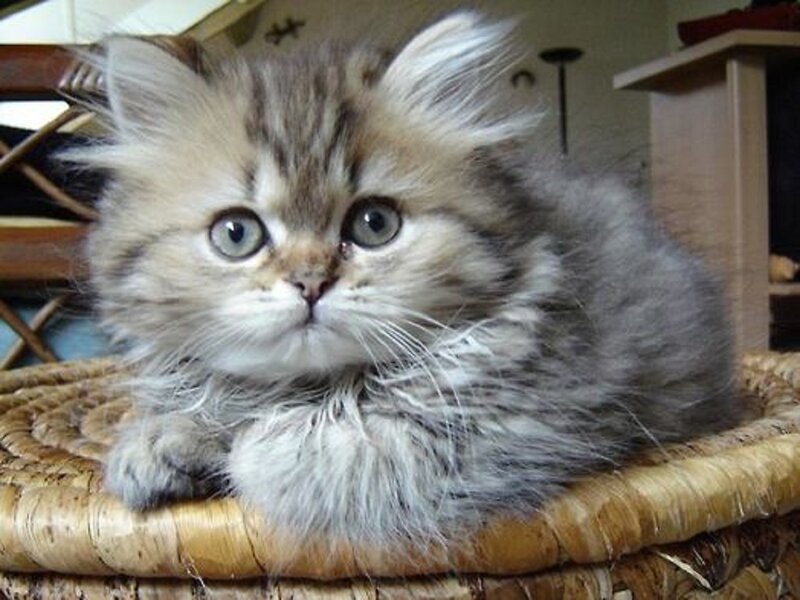 Fluffy Kitten in Basket — Gray, Calm
