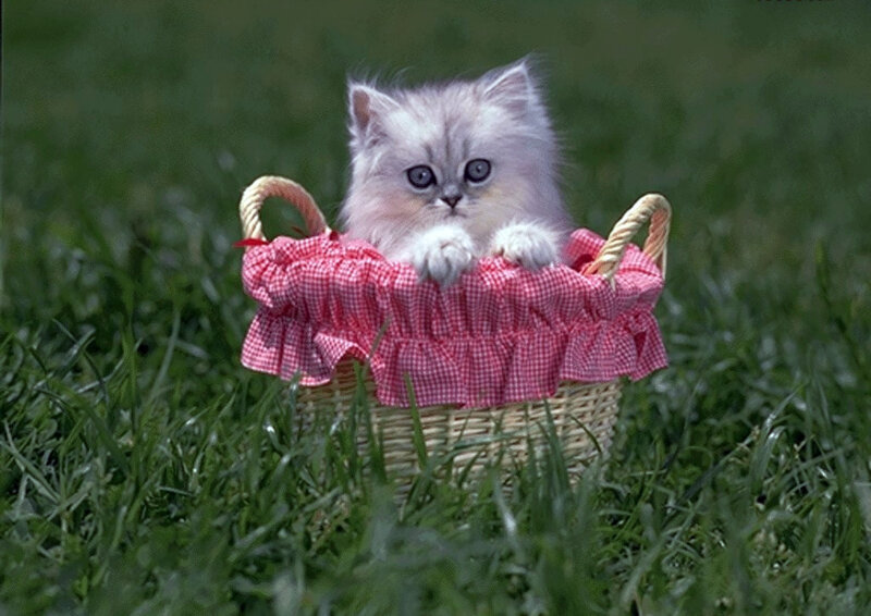 Fluffy Kitten in Basket — Green, Calm