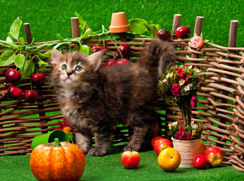 Fluffy Kitten in Basket — Green, Playful