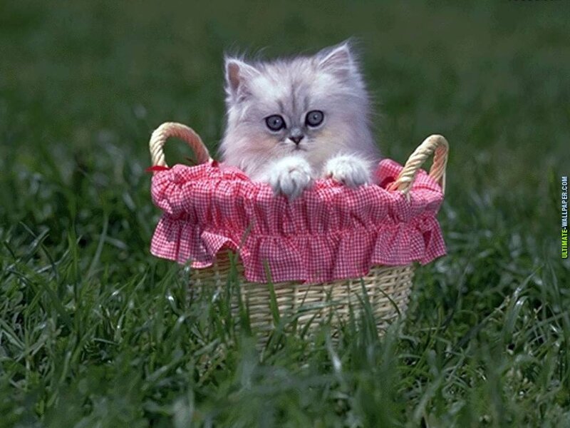 Fluffy Kitten in Basket — Green