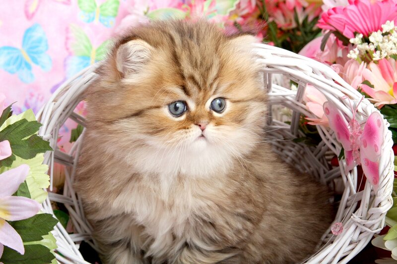 Fluffy Kitten in Basket — Pink, Calm