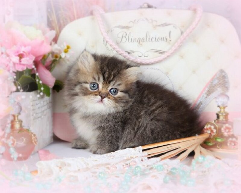Fluffy Kitten in Basket — Pink