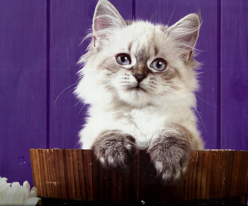 Fluffy Kitten in Basket — Purple