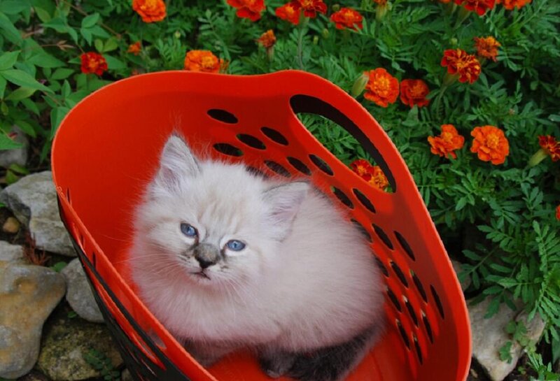 Fluffy Kitten in Basket — Red, Calm