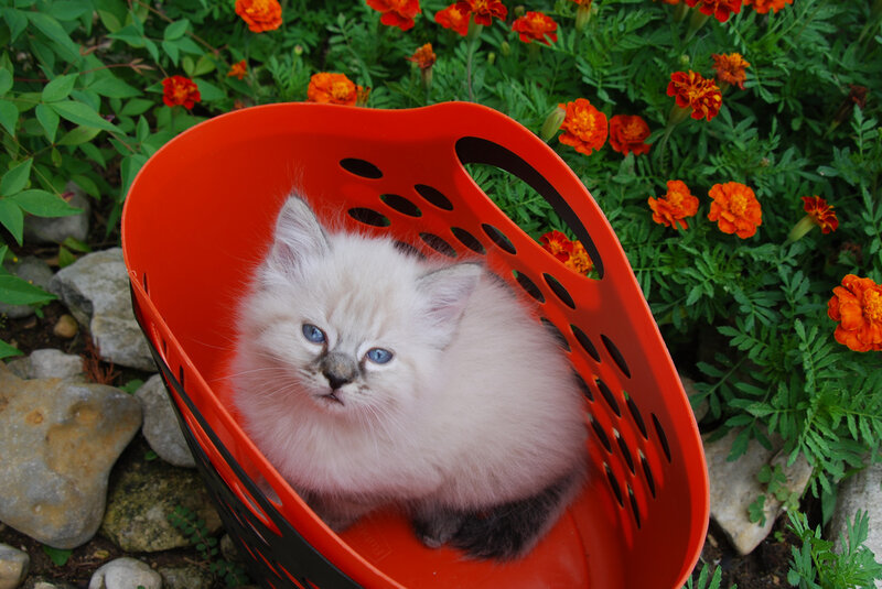 Fluffy Kitten in Basket — Red